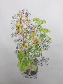 Wild Flower Drawing 1